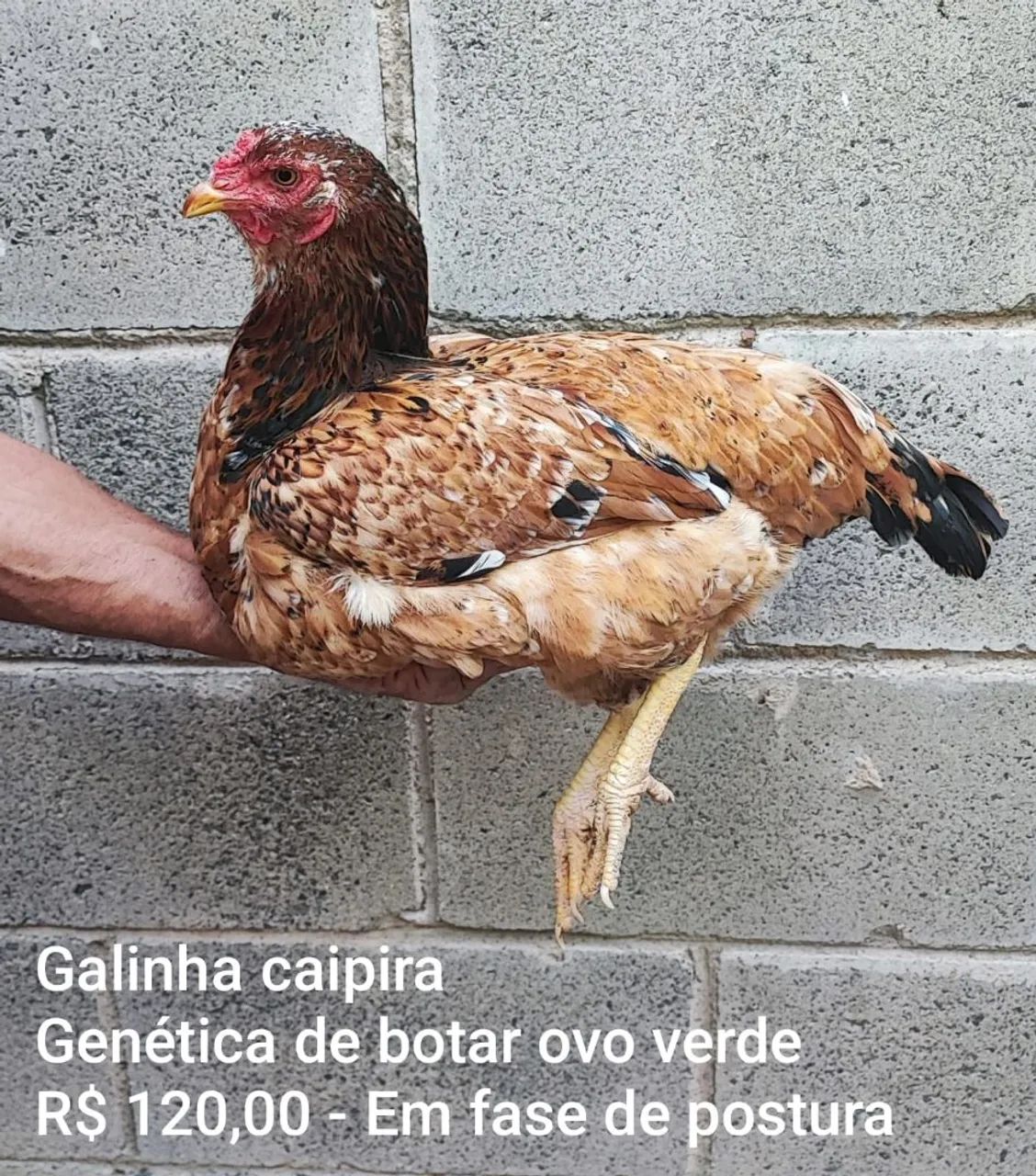 Galinha que bota ovo verde - Fase de Postura