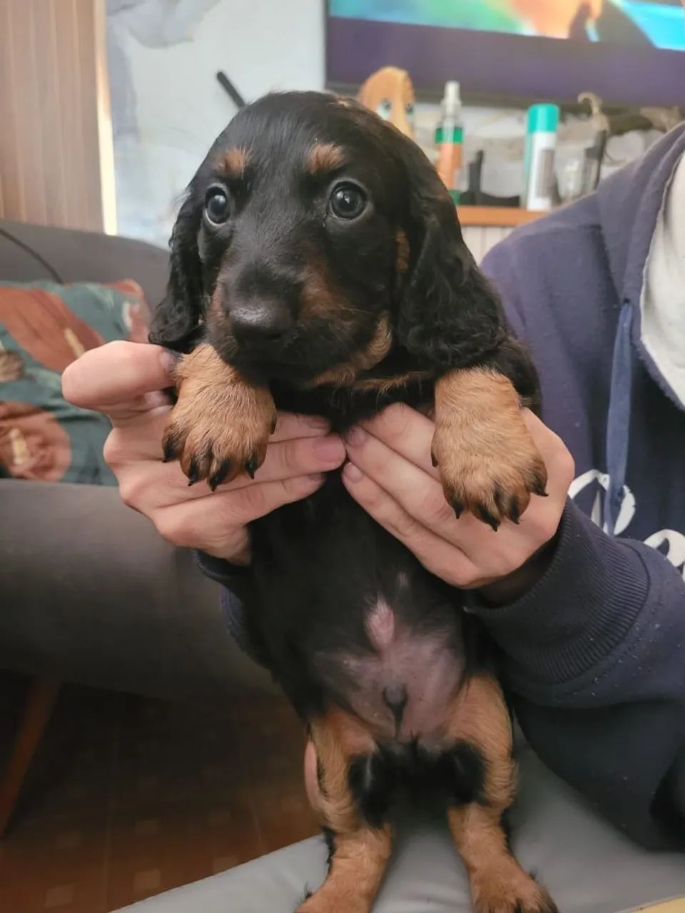 Dachshund ( salsicha) - Foto 2