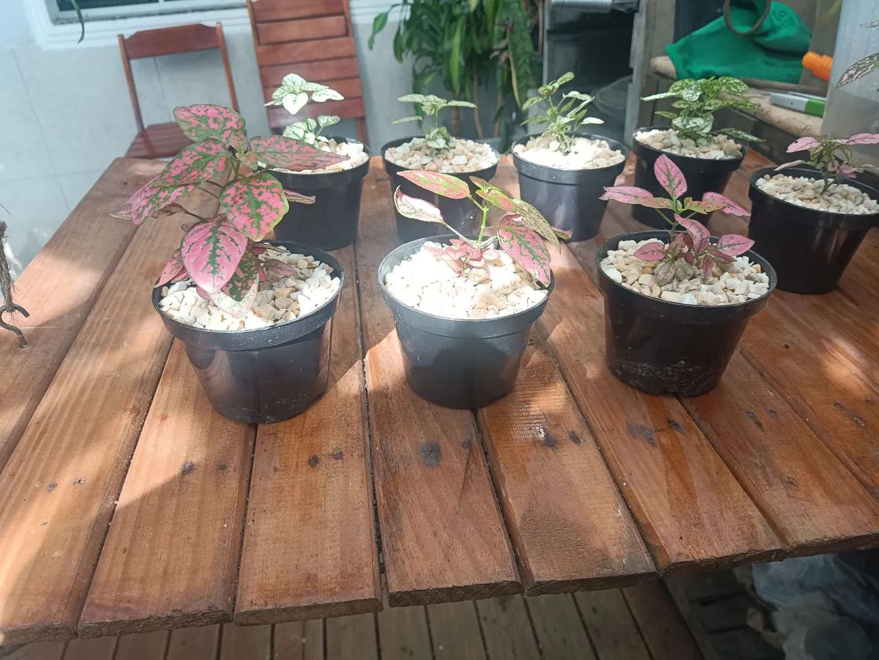 Lindas Mudas de Planta Confete no Vaso - Foto 2