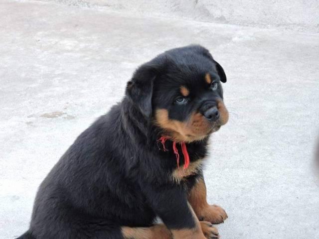 Filhotes Machos de Rottweler a pronta entrega com Pedigree Cbkc - Foto 6