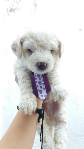 Filhote de Poodle pura raça