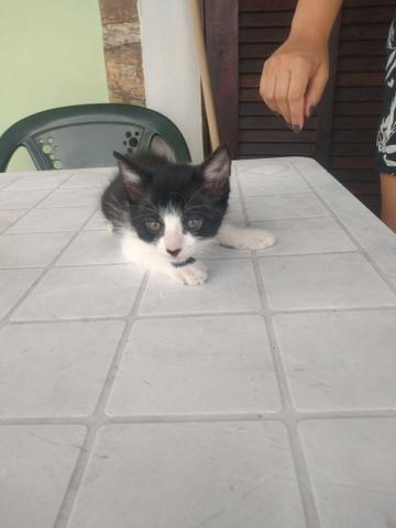 Gatinha e gatinho para doação - Foto 5