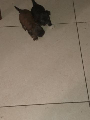 Vendo machinho de shitzu 3 machos parcelo no cartão 400 - Foto 5