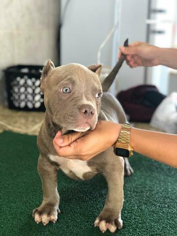 Filhotes de American Bully, linhagem Razors e ótimo fenótipo