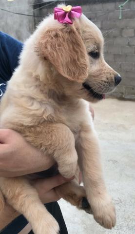 Filhotes de Golden Retriever com a primeira vacina importada e vermifugados - Foto 6