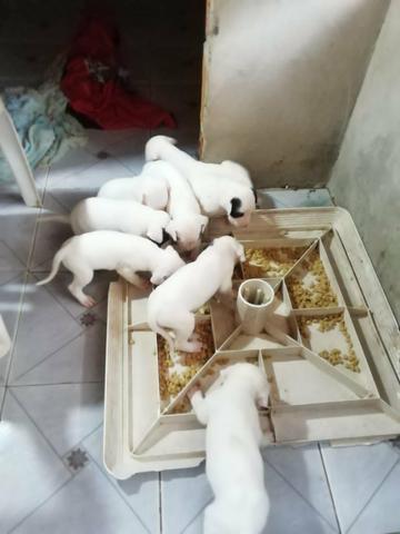 Vendo - Foto 4