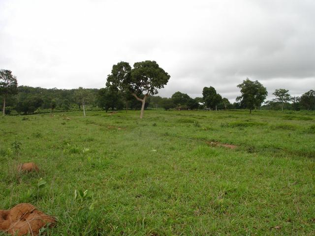 Fazenda em Poconé Cangas próximo á usina com 151 hectares - Foto 2
