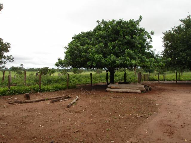 Fazenda em Poconé Cangas próximo á usina com 151 hectares - Foto 5