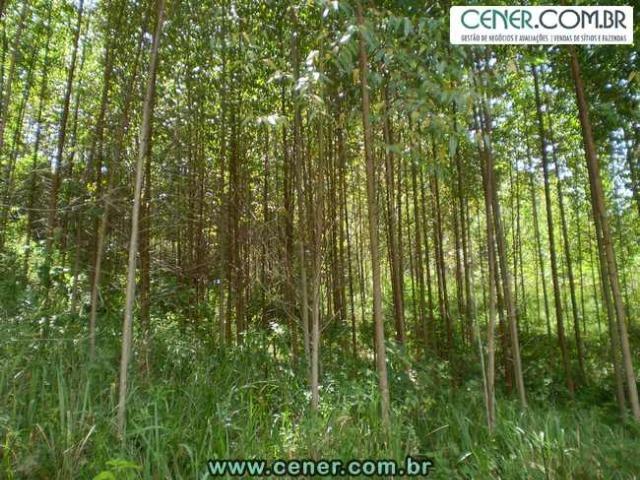 1427/Ótima fazenda de 190 ha com boa estrutura na região de Juiz de Fora - Foto 14