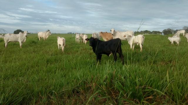 Arrendo Sitio 25 Hectares no Noroeste Pr - Foto 2