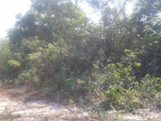 2400 Hectares,Troco Parte x São Paulo, cerrado Tangará-MT - Foto 3