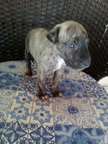 Cachorros