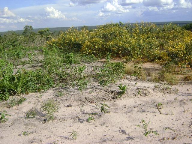 1000 Alqueires, Tangará da Serra- MT, Ocasião, Pecuária, eucaliptos