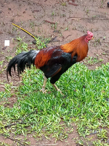 Vende-se galo Índio - Foto 2