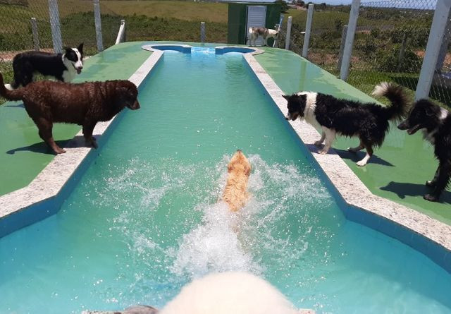 Hotel pet e Adestramento com maior e melhor estrutura do estado - Foto 3