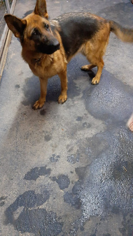 Vendo fêmea de capa preta pelo curto - Foto 2