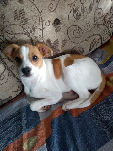 Cadela raça pequena - Foto 2
