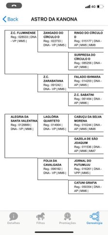 Potro Castanho, COM POTENCIAL DE PISTA.!! A VENDA