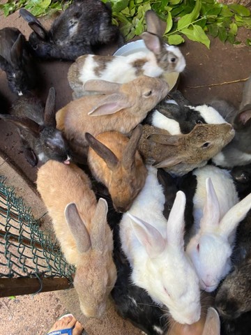 Vendo Criação de coelhos  - Foto 4