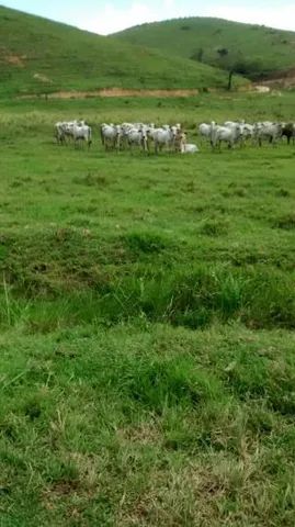Ótima fazenda em Cachoeiro de Itapemirim - Foto 2