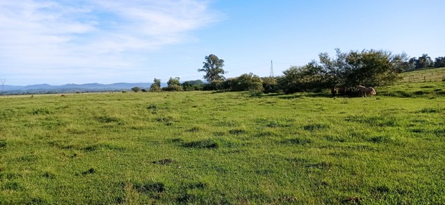 Fazenda 51 Hectares, santo Antônio da patrulha   - Foto 5