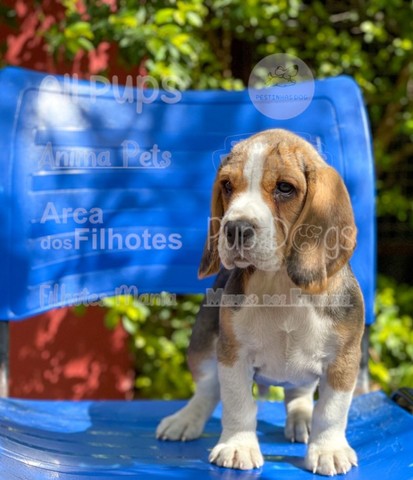 Beagle, adquira hoje mesmo o seu amor de 4 patas! - Foto 3