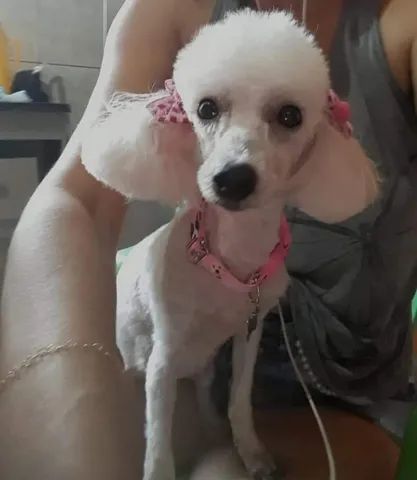 Procuro namorado 