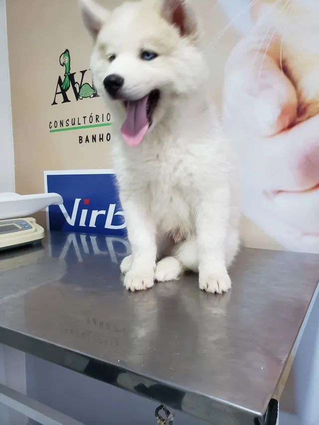 Vendo husky siberiano nascido dia 11/09 tem 2 meses já tomou vacina 