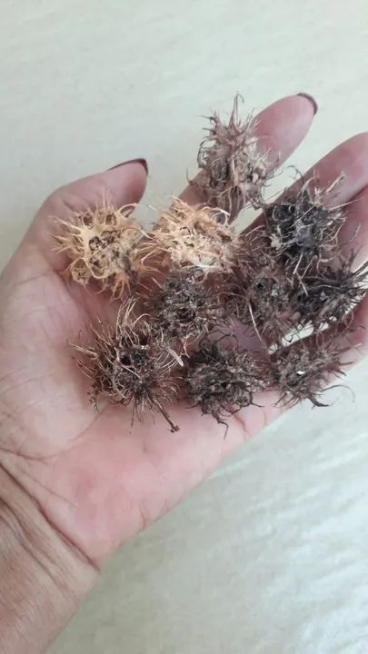 Sementes de Cajarana para caqueiro ou jardim  - Foto 2