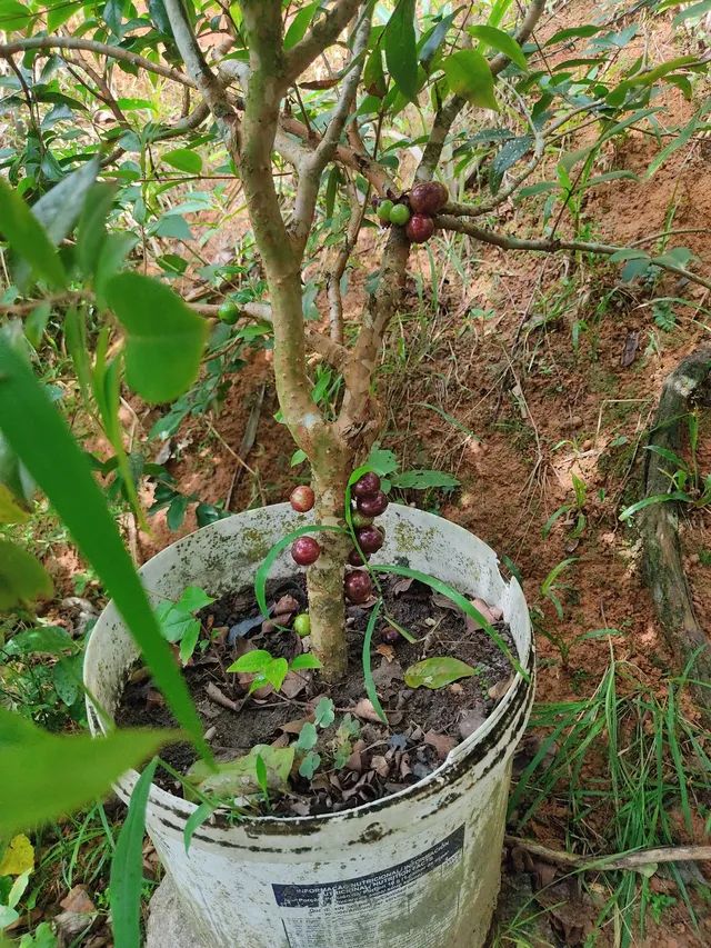 Pé de Jaboticaba  - Foto 5