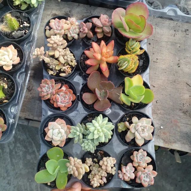 Suculentas e Cactos a partir de R$ 2,00 - Foto 2