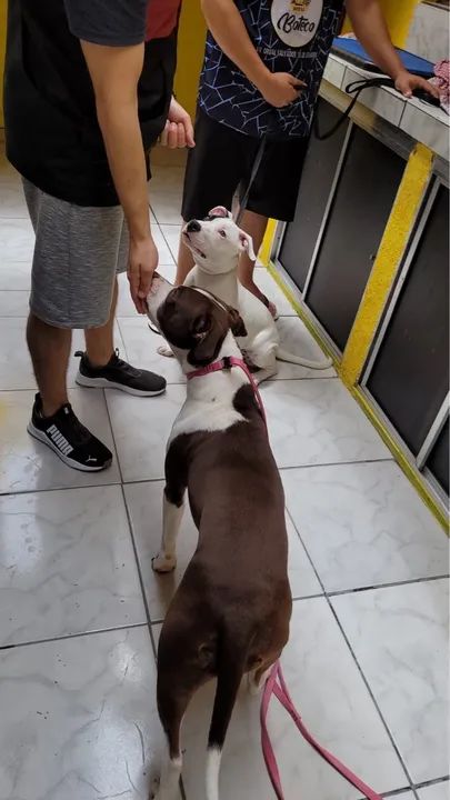 Adestramento de cães em SJC - Foto 5