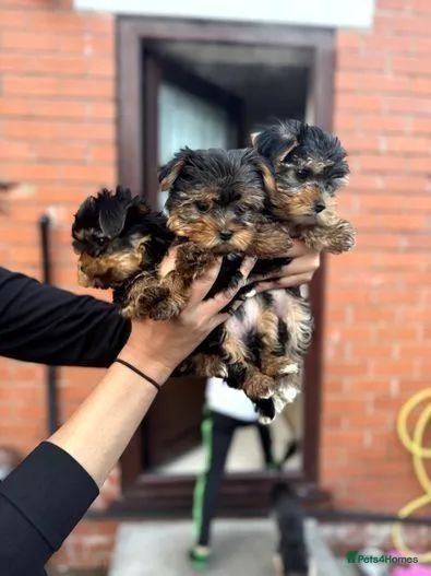 Yorkshire Terrierlindíssimos filhotes disponíveis  - Foto 2