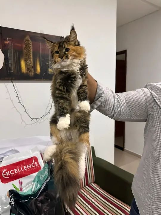 ***Promoção***Filhotes de Gatos Maine Coon - Foto 3