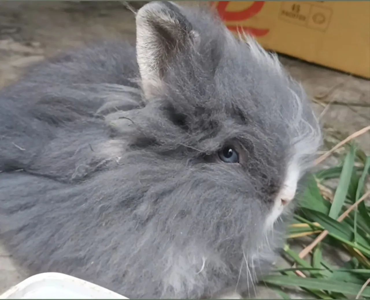 Coelhinho mini Teddy cinza e chocolate 