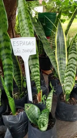MUDAS DE ESPADAS SÃO JORGE  - Foto 3