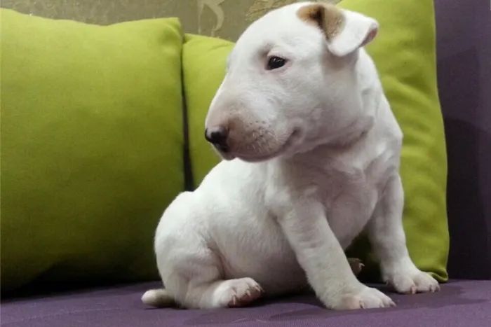 Bull terrier filhotes disponiveis  - Foto 3