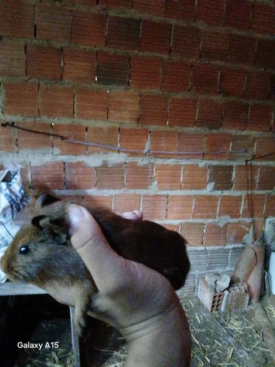 Venda, promoção de natal  - Foto 6