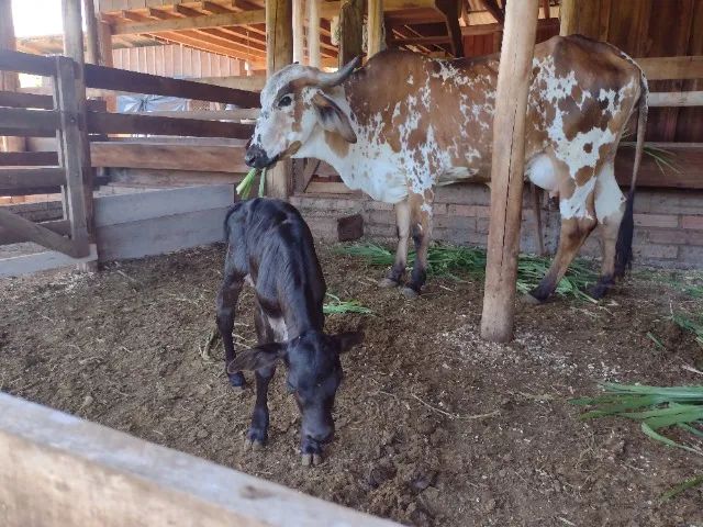 Vaca de leite, primeira cria