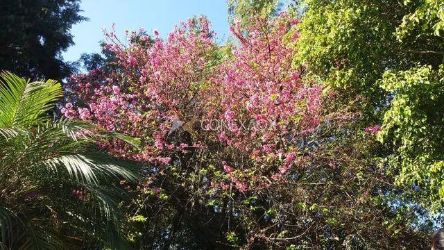 área - Pedra Branca - Campinas - Foto 2