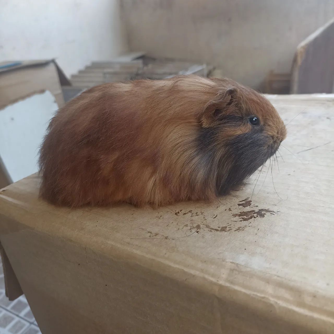 Porquinhos da índia (Ler anúncio). - Foto 3