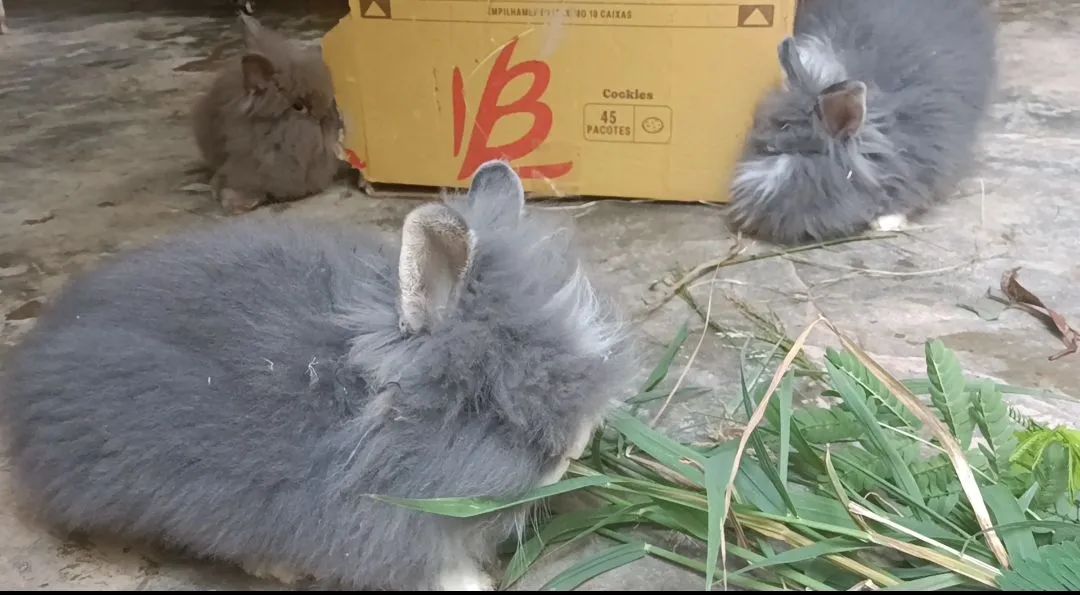 Coelhinho mini Teddy cinza e chocolate  - Foto 3