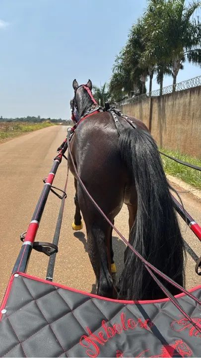 cavalo american trotter 8 anos - Foto 2