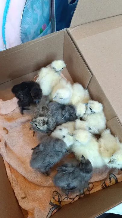 Pintinhos de Sedosa - Foto 6