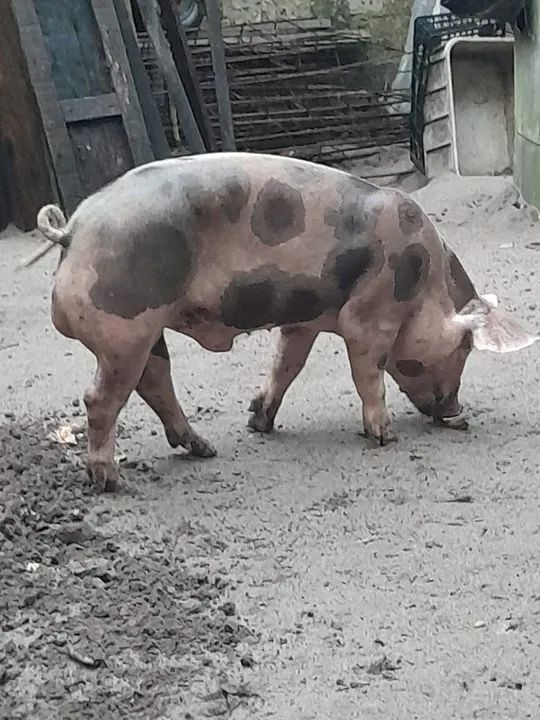 Porcos e leitons  - Foto 4