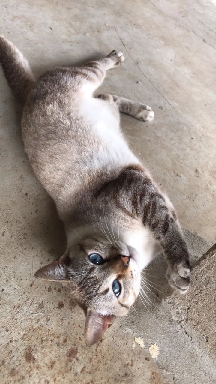 Doação De Gato - Foto 2