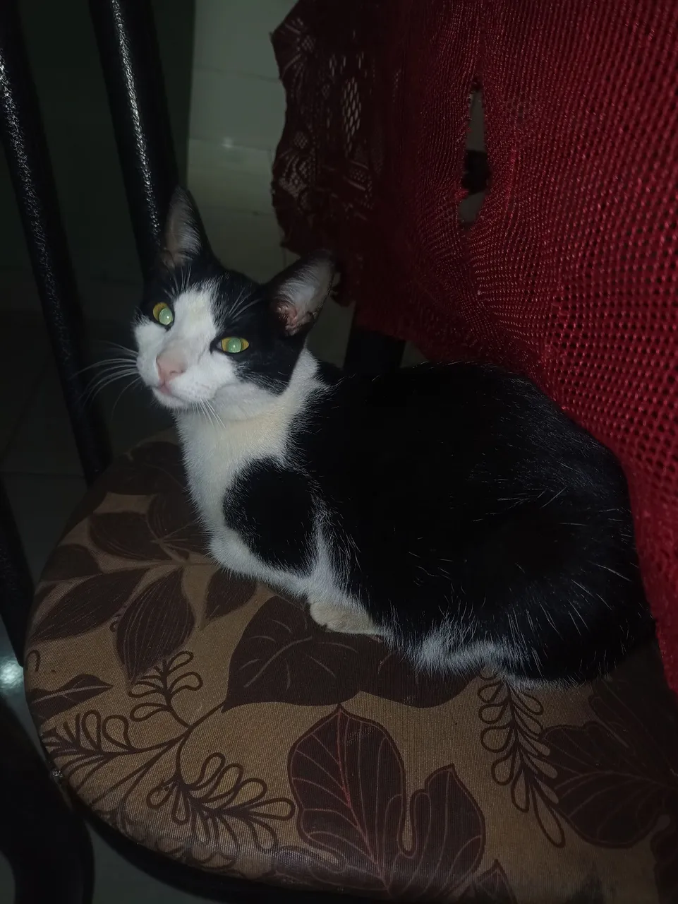 Estou doando essa linda gatinha