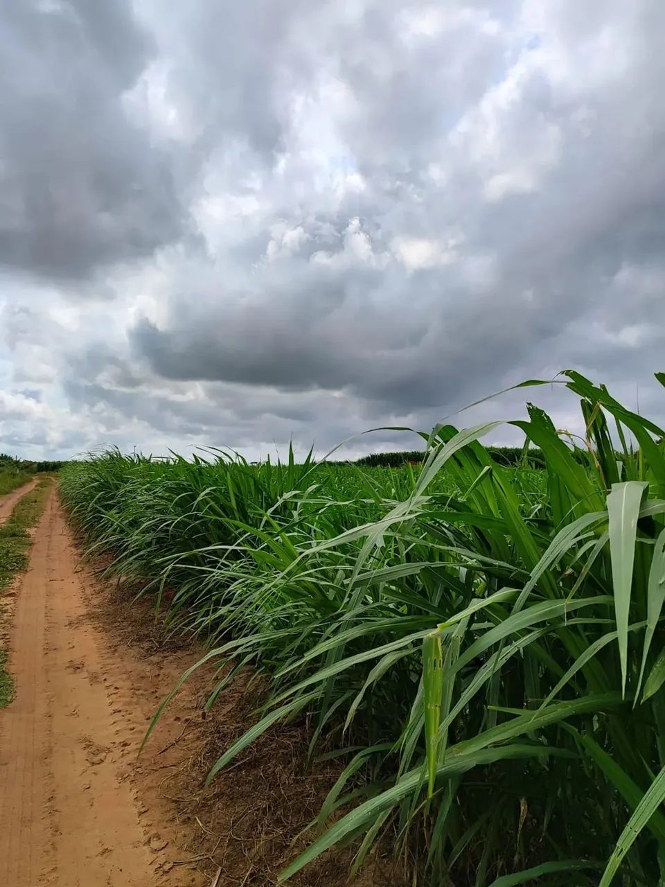 fazenda com 385 hectares próximo a Canguaretama com excelente localização rica em água - Foto 2