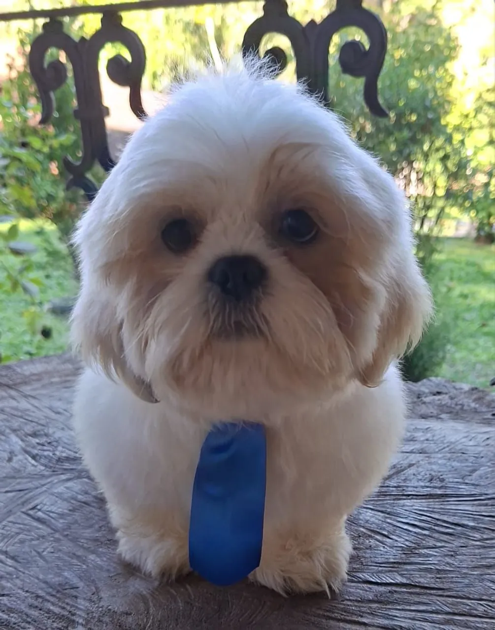 Shih Tzu Adorável com Gravata