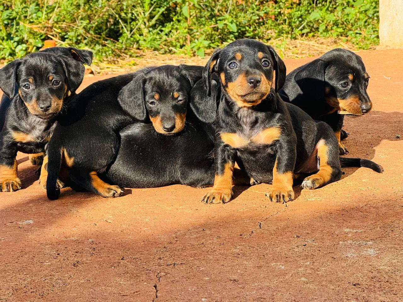 Vendo filhotes de DACHSHUND fêmea